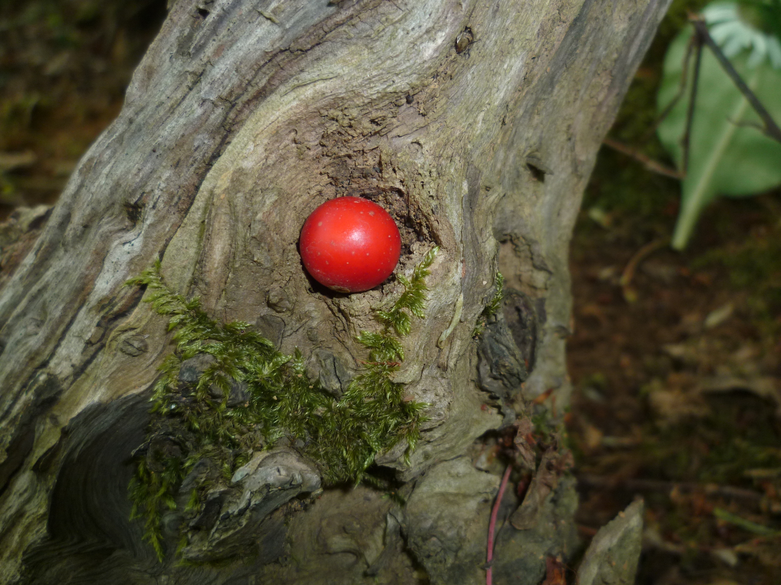 Land art : jouer avec la nature par l'art | Jocelyne Mothe Peinture (Aspet)